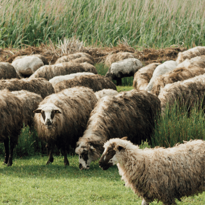 Animal production