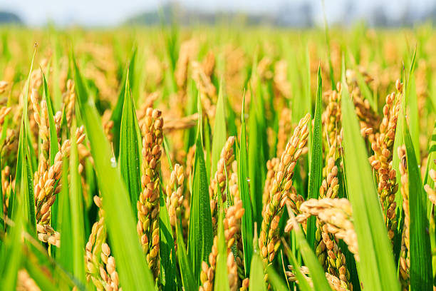 Sustainable Rice Agriculture
